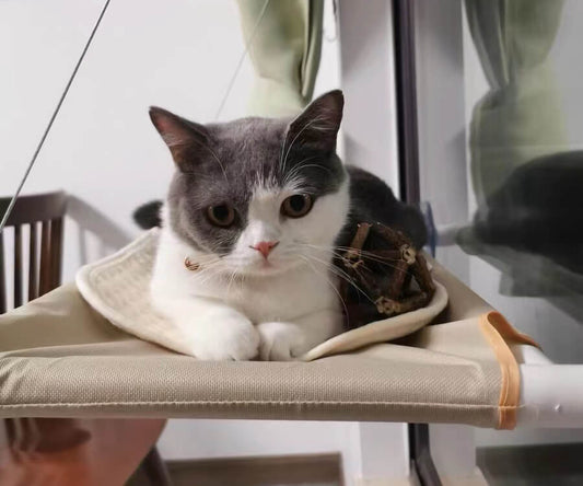 How to choose a cat hammock?